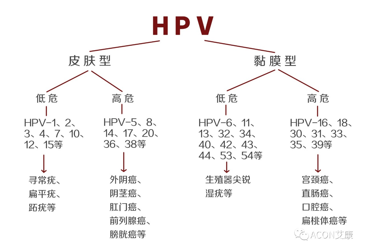 HPV疫苗有必要打嗎？二價(jià)、四價(jià)、九價(jià)要如何選擇！